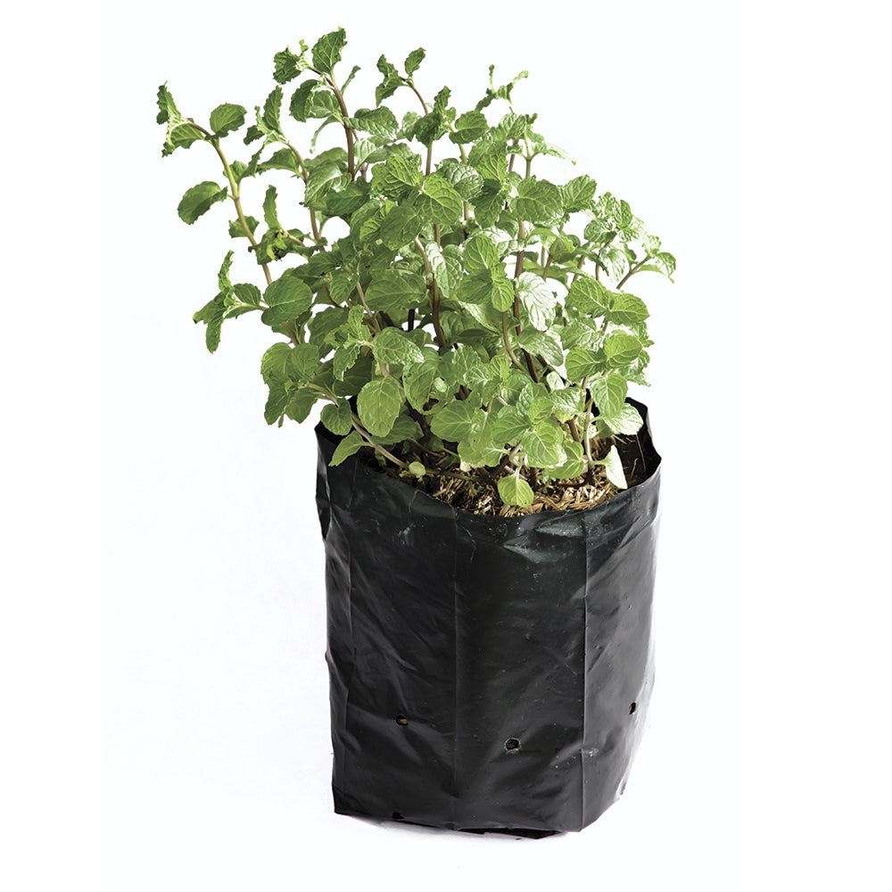 Bolsas para Vivero Gimex 15x25 cm Polietileno Baja Densidad Negro 300 g 8 Perforaciones Peso 25 kg